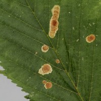 Chestnut Leaf Miner